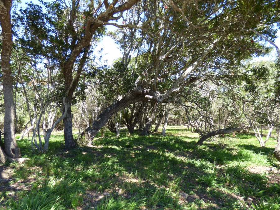 0 Bedroom Property for Sale in Kleinemonde Eastern Cape